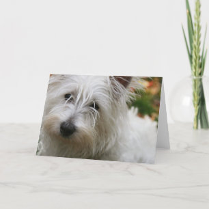 West Highland Terrier Grußkarte Karte