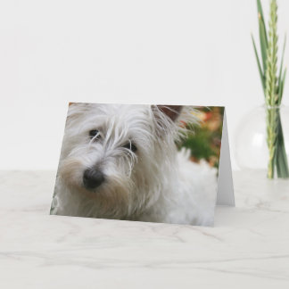 West Highland Terrier Grußkarte Karte