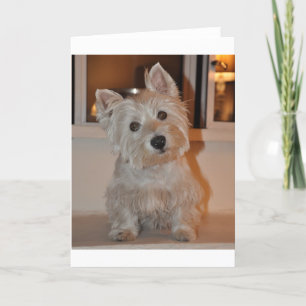 West Highland Terrier Karte