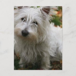 West Highland Terrier Postcard Postkarte