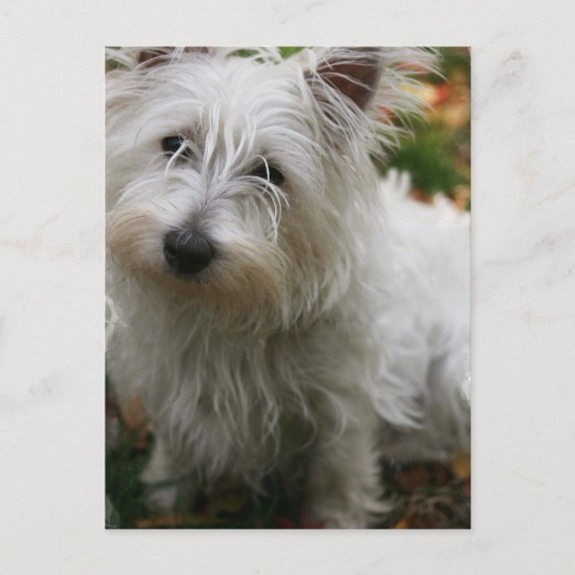 West Highland Terrier Postcard Postkarte (Vorderseite)