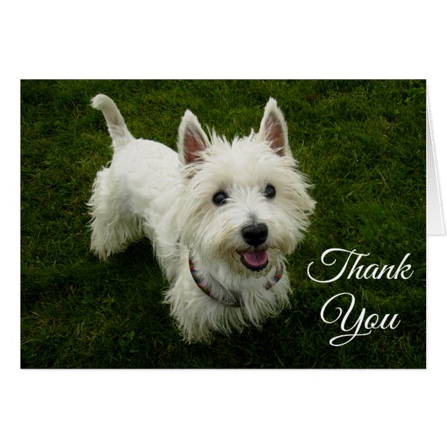 West Highland Terrier Puppy Dog Blank Greetncard (Vorderseite (Horizontal))