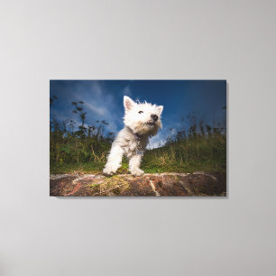 West Highland Terrier Puppy Leinwanddruck