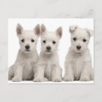 West Highland Terrier Welpen (7 Wochen alt)
