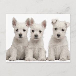 West Highland Terrier Welpen (7 Wochen alt) Postkarte