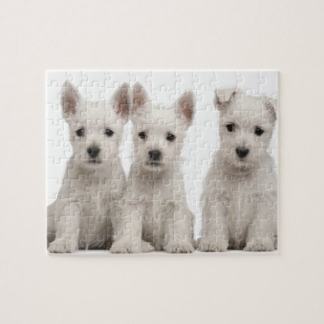 West Highland Terrier Welpen (7 Wochen alt) Puzzle (Horizontal)