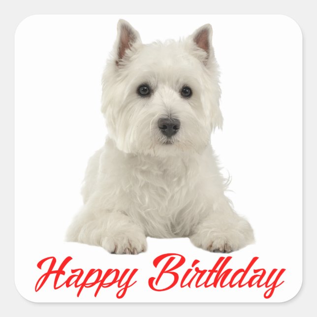 West Highland Terrier Welppy Dog Red Happy Birthda Quadratischer Aufkleber (Vorderseite)