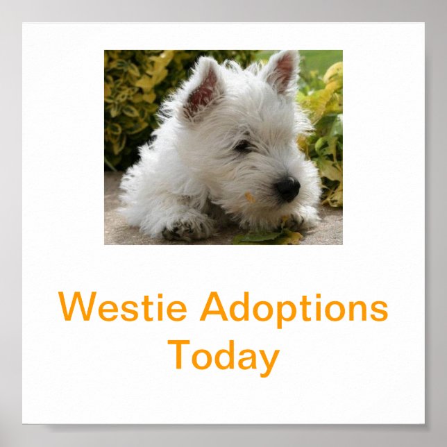 West Highland White Terrier Adoption heute Signs W Poster (Vorne)