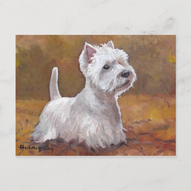 West Highland White Terrier Dog Postcard Postkarte (Vorderseite)