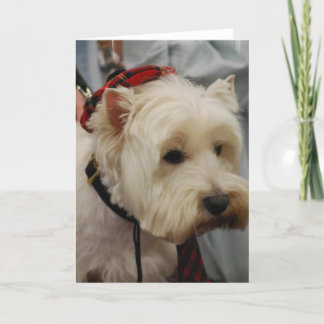 West Highland White Terrier Grußkarten Karte
