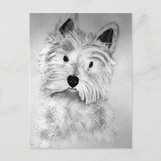 West Highland White Terrier Postcard Postkarte (Vorderseite)