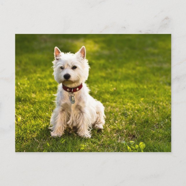 West Highland White Terrier Postkarte (Vorderseite)