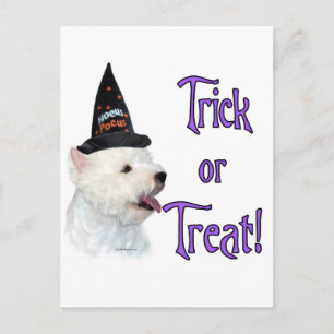 West Highland White Terrier Trick Postkarte