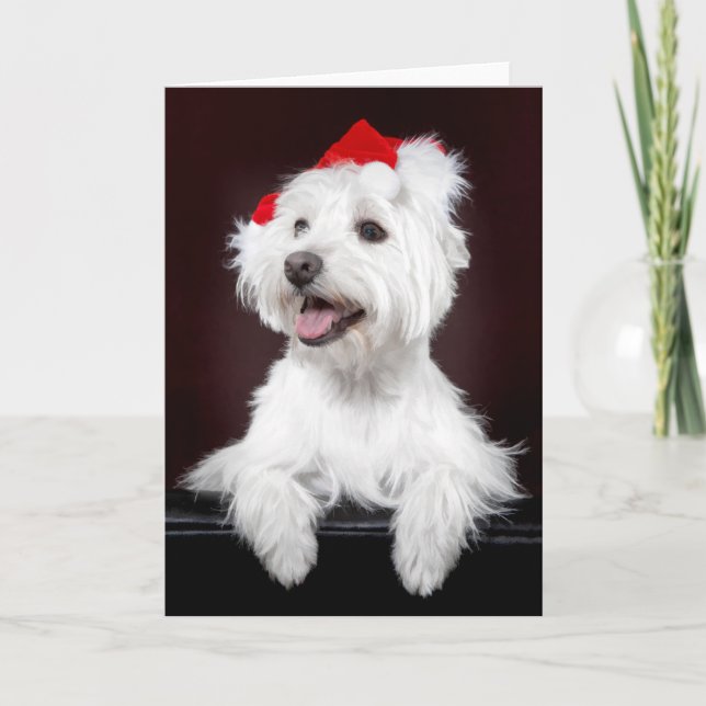 West Highland White Terrier Weihnachtskarte Feiertagskarte (Vorderseite)