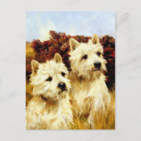 West Highland White Terriers - Wardle