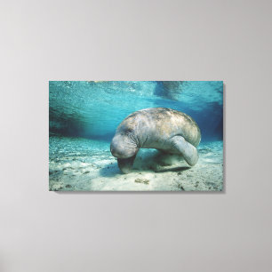 West Indian Manatee Leinwanddruck