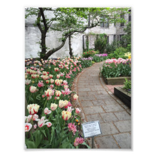 West Side Community Garden Tulip New York City NYC Fotodruck