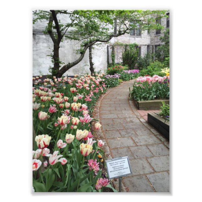 West Side Community Garden Tulip New York City NYC Fotodruck (Vorne)