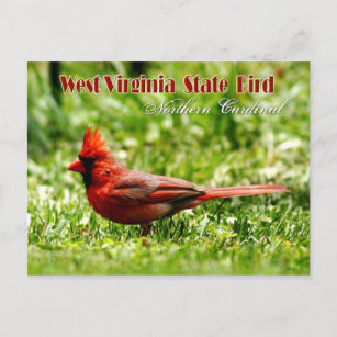 West Virginia Staat Bird - Nordlicher Kardinal Postkarte