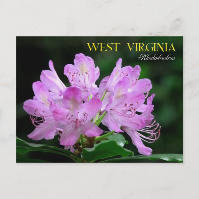 West Virginia Staat Blume: Rhododendron Postkarte (Vorderseite)
