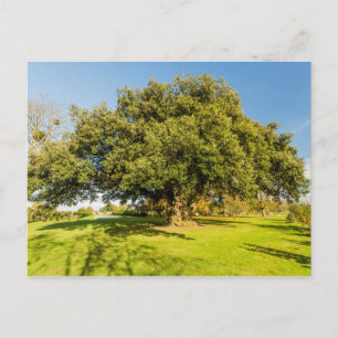 Westbury Court Garden Tree Postcard Postkarte