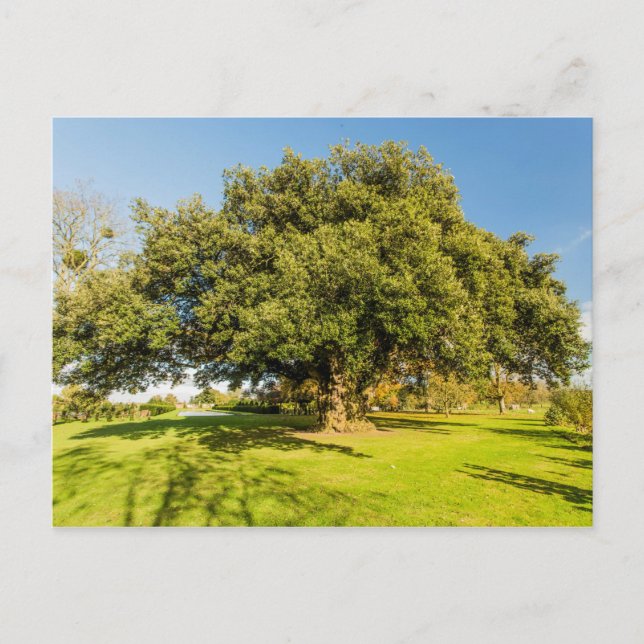 Westbury Court Garden Tree Postcard Postkarte (Vorderseite)
