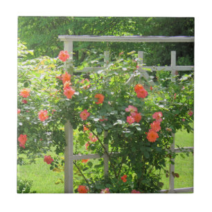 Westerland Coral Rose Tile Fliese