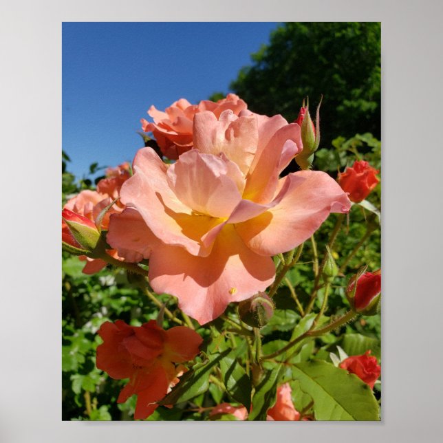 Westerland Rose Coral Poster (Vorne)