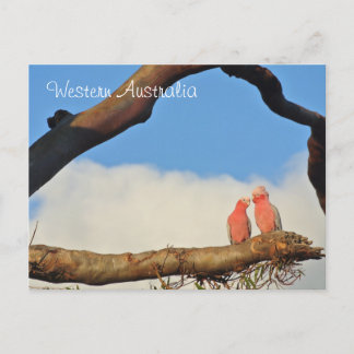 Western Australien Vogelarten Feiertagspostkarte