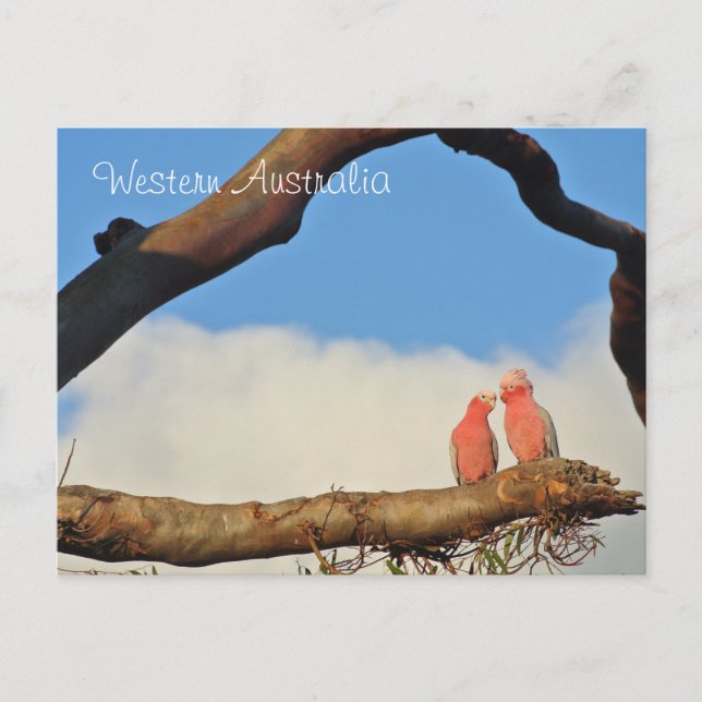 Western Australien Vogelarten Feiertagspostkarte (Vorderseite)