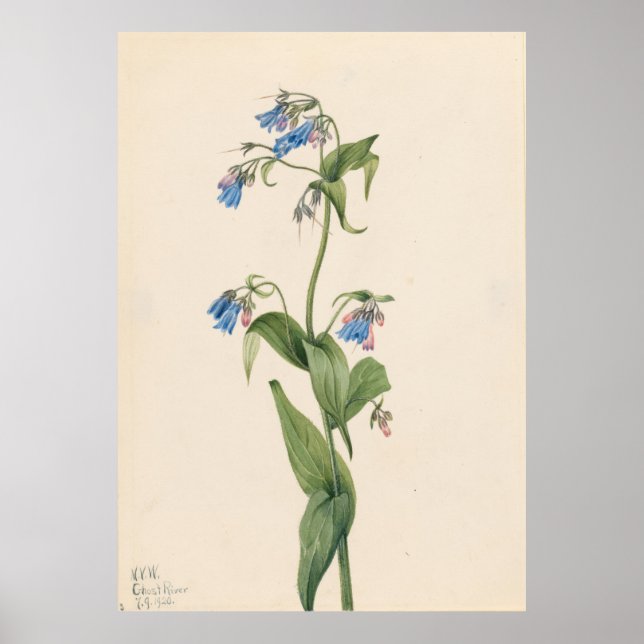 Western Bluebells (Mertensia paniculata) Poster (Vorne)