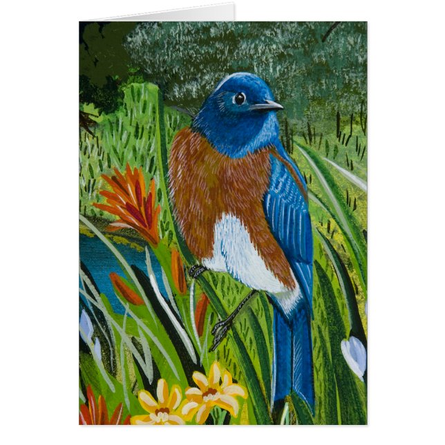 Western Bluebird (Vorne)