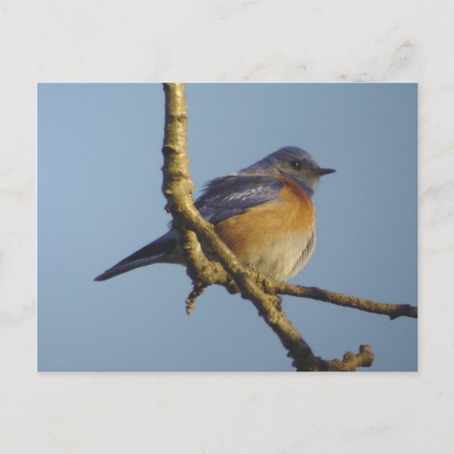 Western Bluebird 1 Postkarte (Vorderseite)