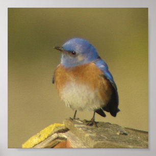 Western Bluebird 2 Poster