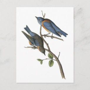 Western Bluebird by Audubon Postkarte