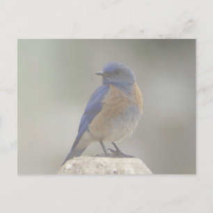 Western Bluebird in Nebel Postkarte