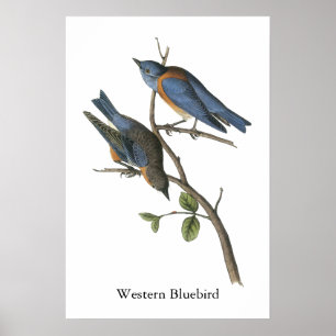 Western Bluebird, John Audubon Poster