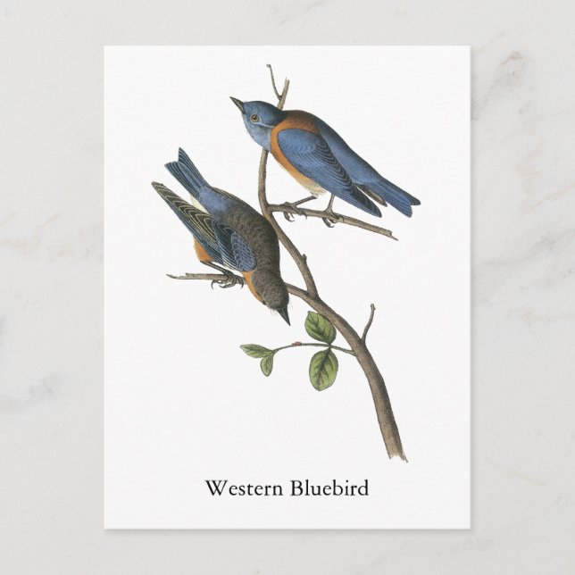 Western Bluebird, John Audubon Postkarte (Vorderseite)