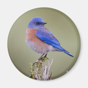 Western Bluebird Magnet
