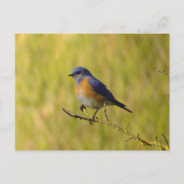 Western Bluebird Postcard Postkarte