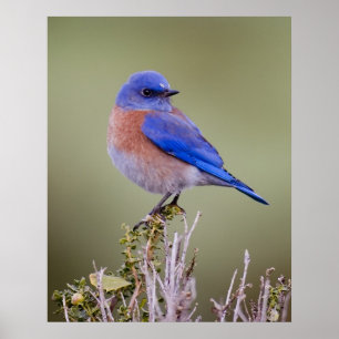 Western Bluebird Poster