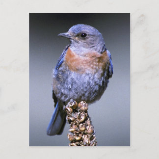 Western Bluebird Postkarte