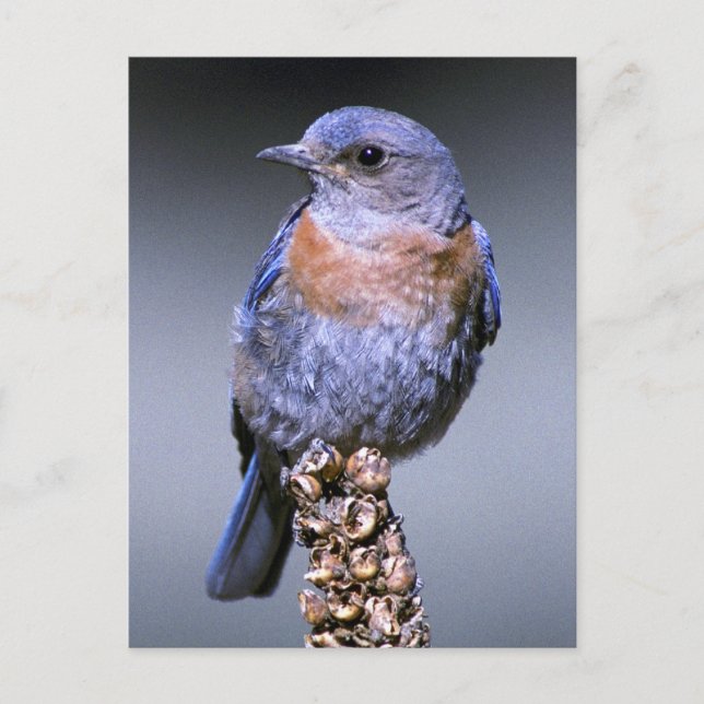 Western Bluebird Postkarte (Vorderseite)