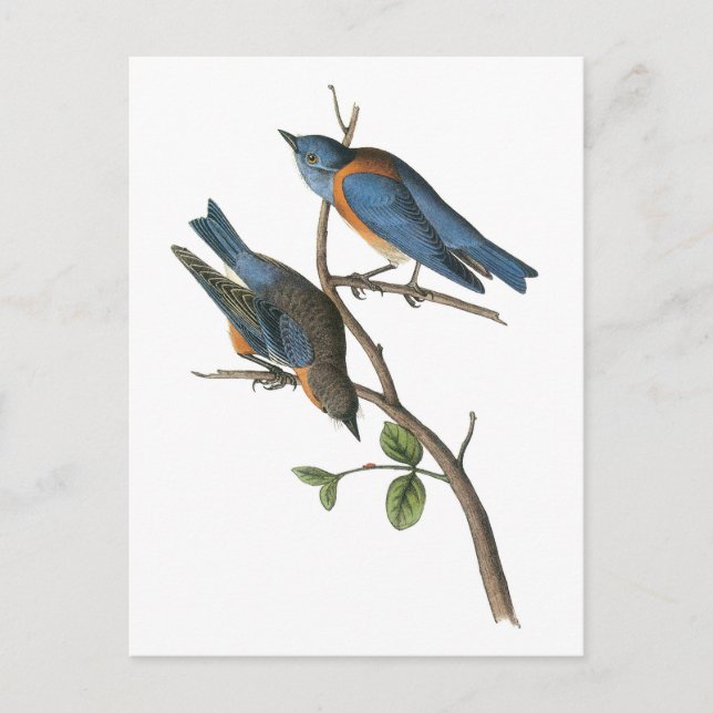 Western Bluebird von Audubon Postkarte (Vorderseite)