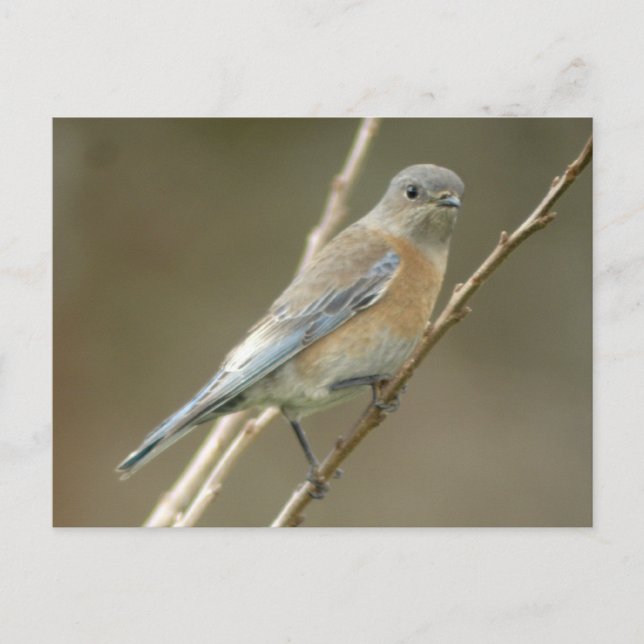 Western Bluebird weiblich 1 Postkarte (Vorderseite)