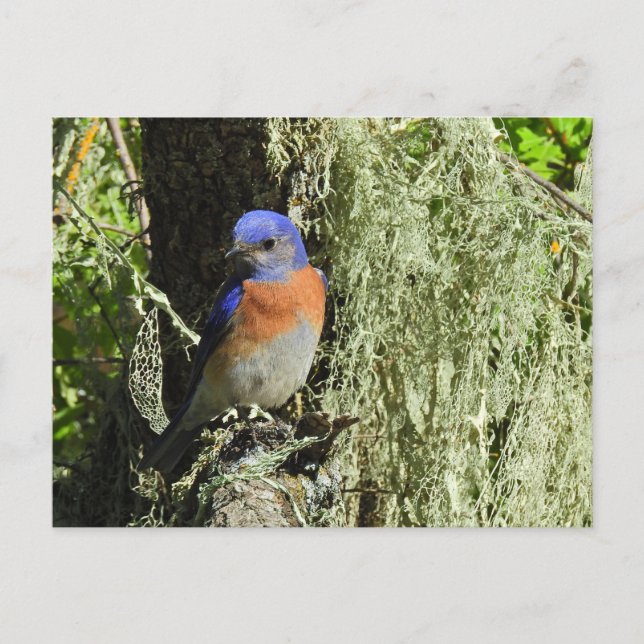 Western Bluebird, wild lebende Tiere, Postkarte (Vorderseite)