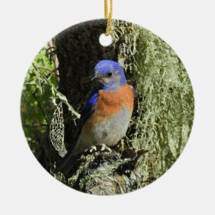 Western Bluebird, Wildtiere, Ornamente