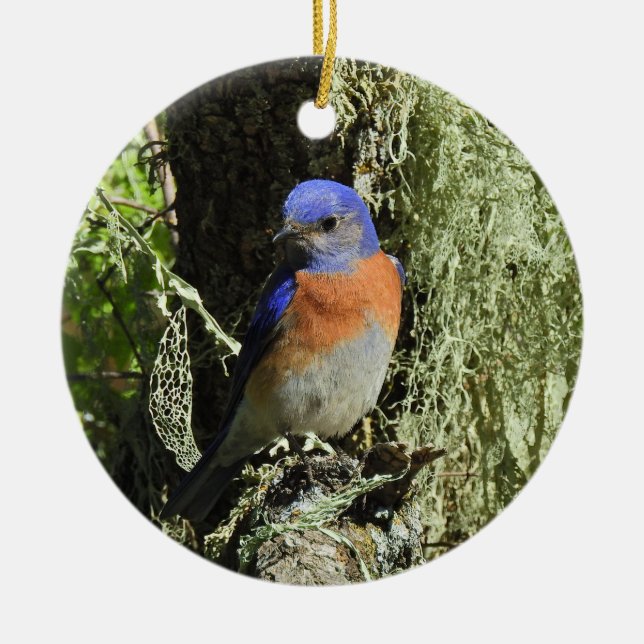 Western Bluebird, Wildtiere, Ornamente (Vorne)