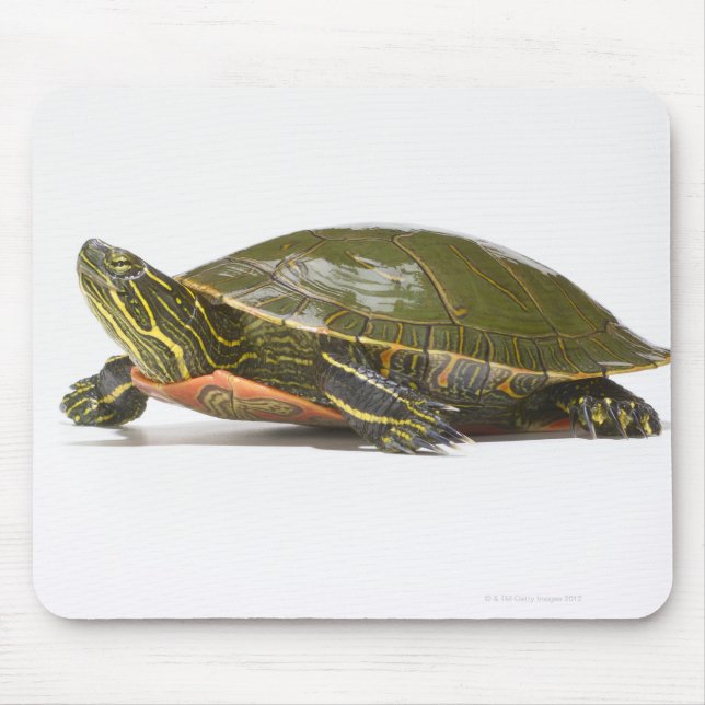 Western (Chrysemys picta bellii), Mousepad (Vorne)