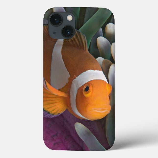 Western Clown Anemone Fish Case-Mate iPhone Hülle (Rückseite)